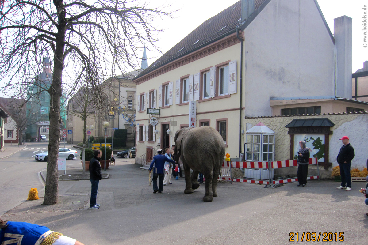 Elefant auf Marktplatz in heidelse im März 2015